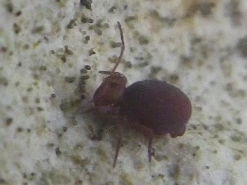 Dicyrtoma fusca